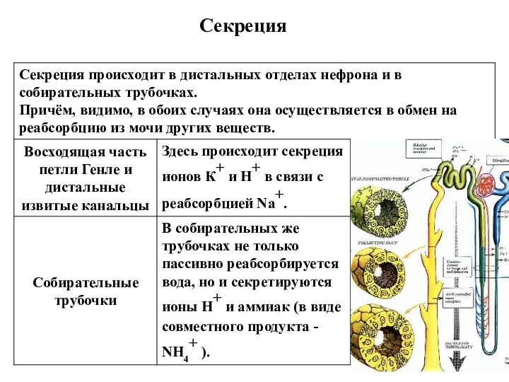 Секреция