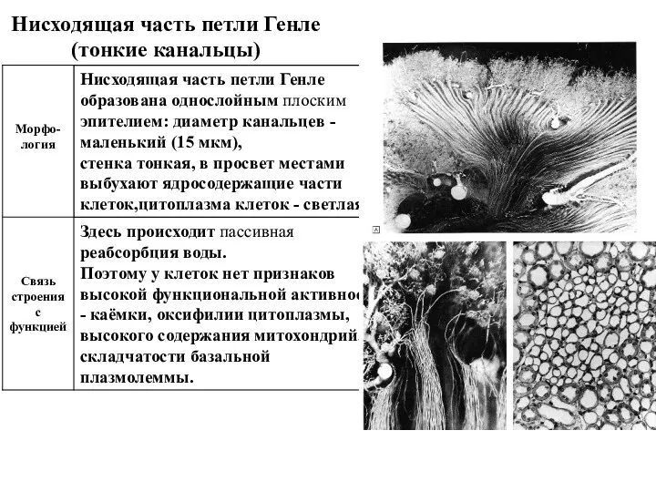 Нисходящая часть петли Генле (тонкие канальцы)