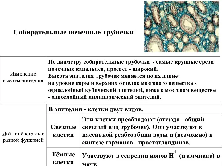 Собирательные почечные трубочки