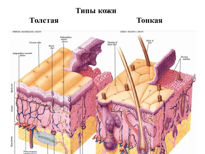 Типы кожи Толстая Тонкая