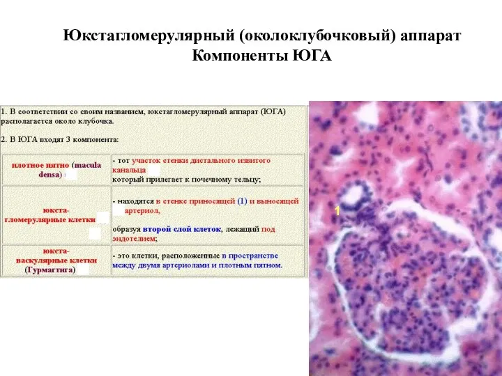 Юкстагломерулярный (околоклубочковый) аппарат Компоненты ЮГА 1