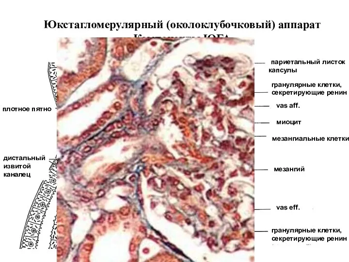 Юкстагломерулярный (околоклубочковый) аппарат Компоненты ЮГА плотное пятно дистальный извитой каналец