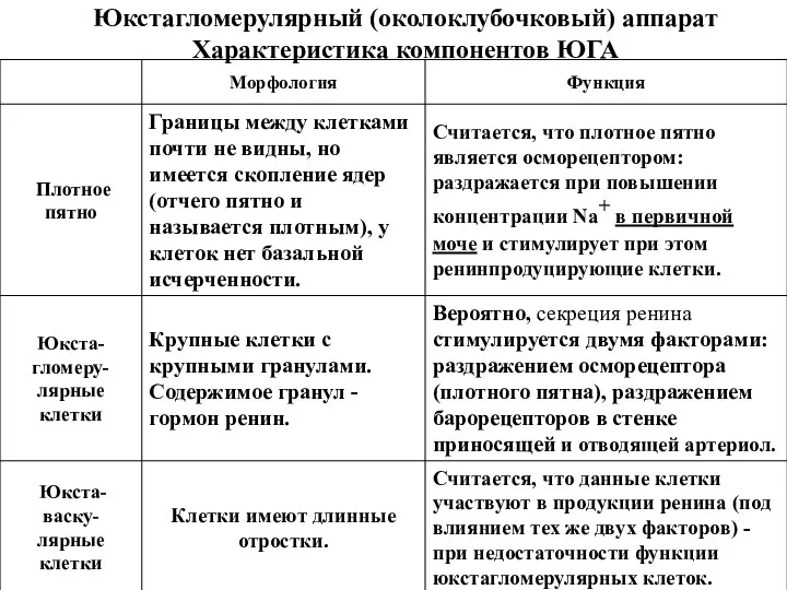 Юкстагломерулярный (околоклубочковый) аппарат Характеристика компонентов ЮГА