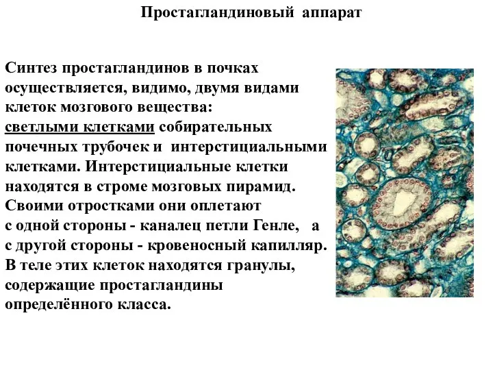 Простагландиновый аппарат Синтез простагландинов в почках осуществляется, видимо, двумя видами