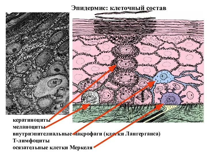 Эпидермис: клеточный состав кератиноциты меланоциты внутриэпителиальные макрофаги (клетки Лангерганса) Т-лимфоциты осязательные клетки Меркеля