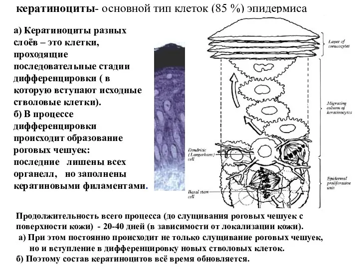 кератиноциты- основной тип клеток (85 %) эпидермиса а) Кератиноциты разных