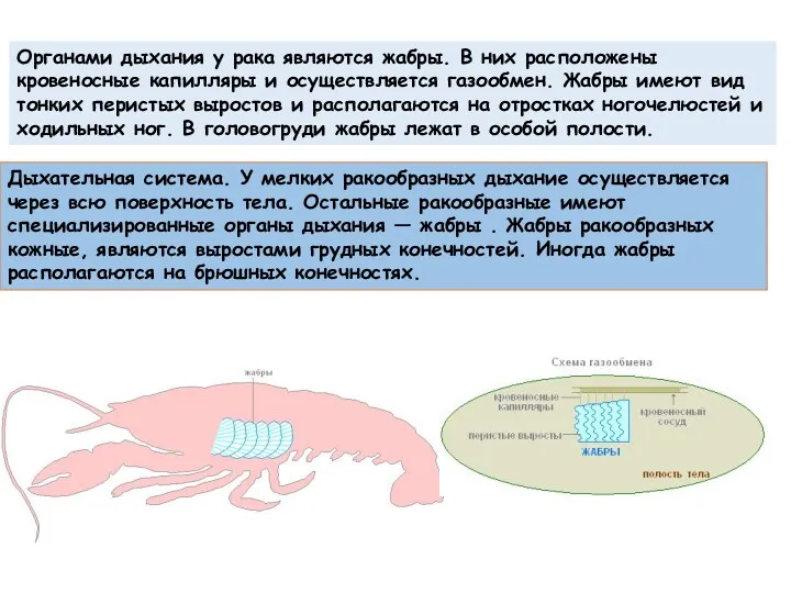 Органами дыхания у рака являются жабры. В них расположены кровеносные