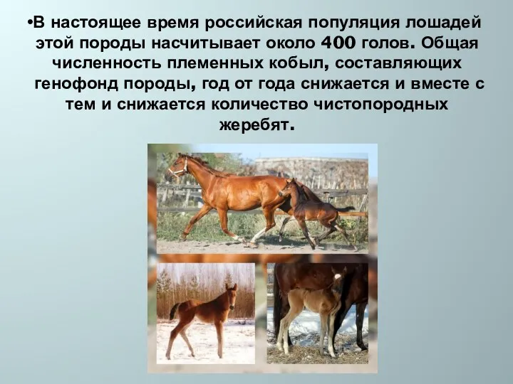 В настоящее время российская популяция лошадей этой породы насчитывает около 400 голов. Общая