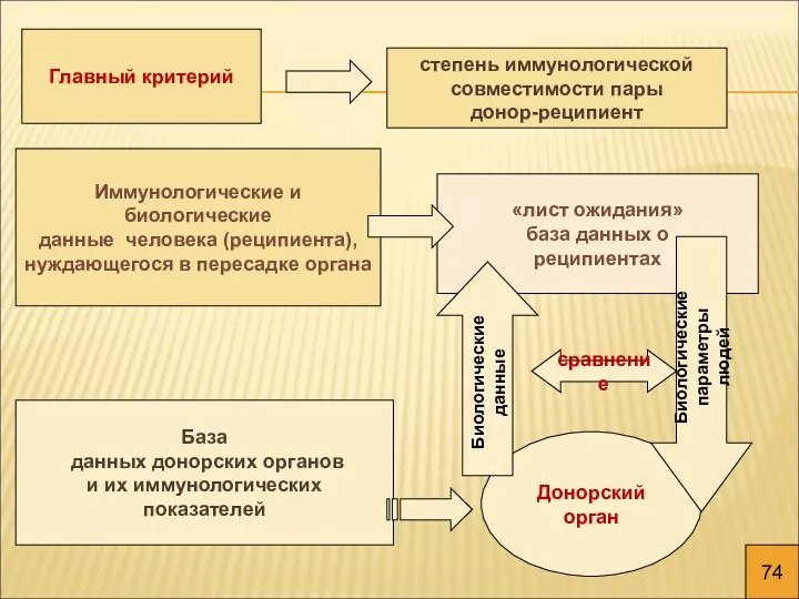 Главный критерий степень иммунологической совместимости пары донор-реципиент «лист ожидания» база