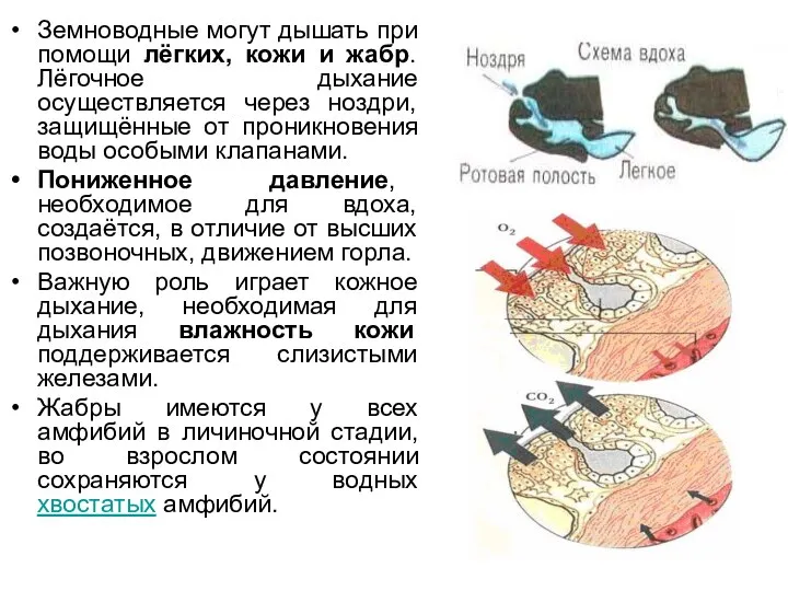 Земноводные могут дышать при помощи лёгких, кожи и жабр. Лёгочное