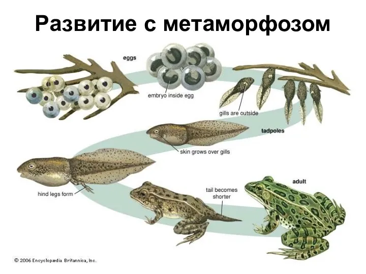 Развитие с метаморфозом