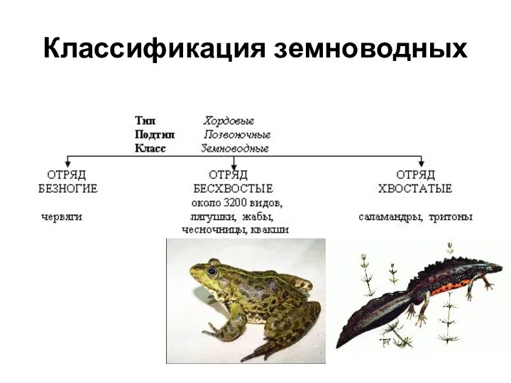 Классификация земноводных