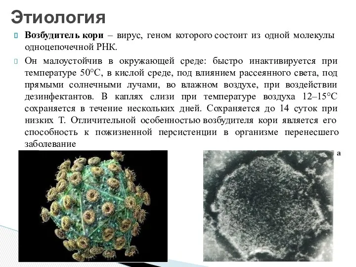 Возбудитель кори – вирус, геном которого состоит из одной молекулы одноцепочечной РНК. Он