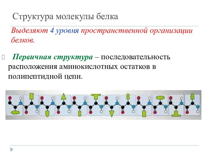 Структура молекулы белка Первичная структура – последовательность расположения аминокислотных остатков