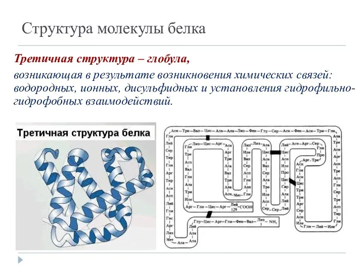 Структура молекулы белка Третичная структура – глобула, возникающая в результате