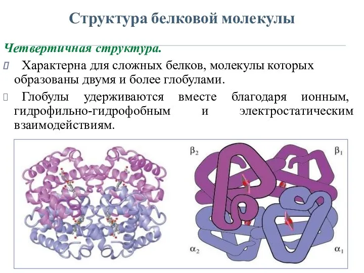 Структура белковой молекулы Четвертичная структура. Характерна для сложных белков, молекулы