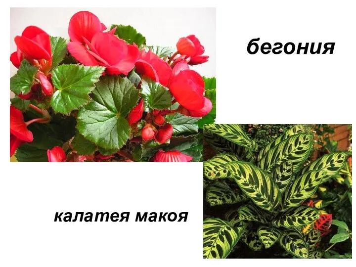 бегония калатея макоя