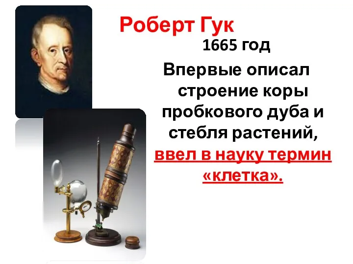 Роберт Гук 1665 год Впервые описал строение коры пробкового дуба