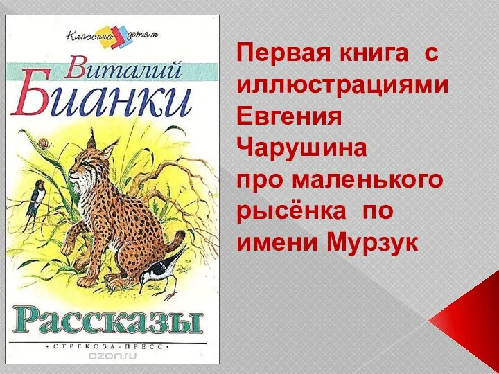 Первая книга с иллюстрациями Евгения Чарушина про маленького рысёнка по имени Мурзук