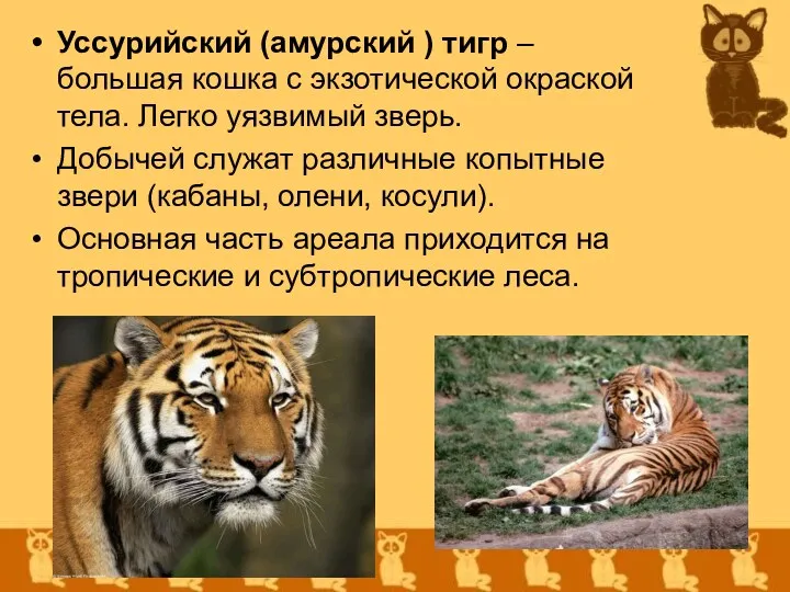 Уссурийский (амурский ) тигр – большая кошка с экзотической окраской