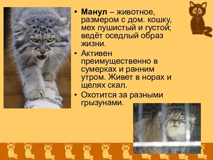 Манул – животное, размером с дом. кошку, мех пушистый и