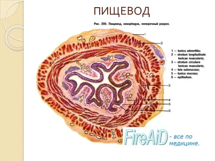 ПИЩЕВОД