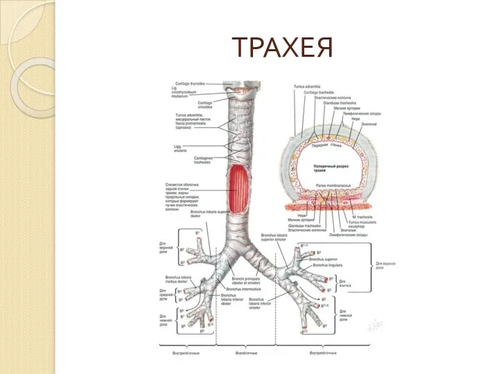 ТРАХЕЯ