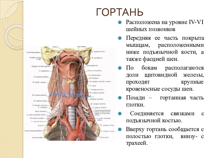 ГОРТАНЬ Расположена на уровне IV-VI шейных позвонков Передняя ее часть