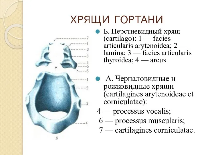 ХРЯЩИ ГОРТАНИ Б. Перстневидный хрящ (cartilago): 1 — facies articularis arytenoidea; 2 —