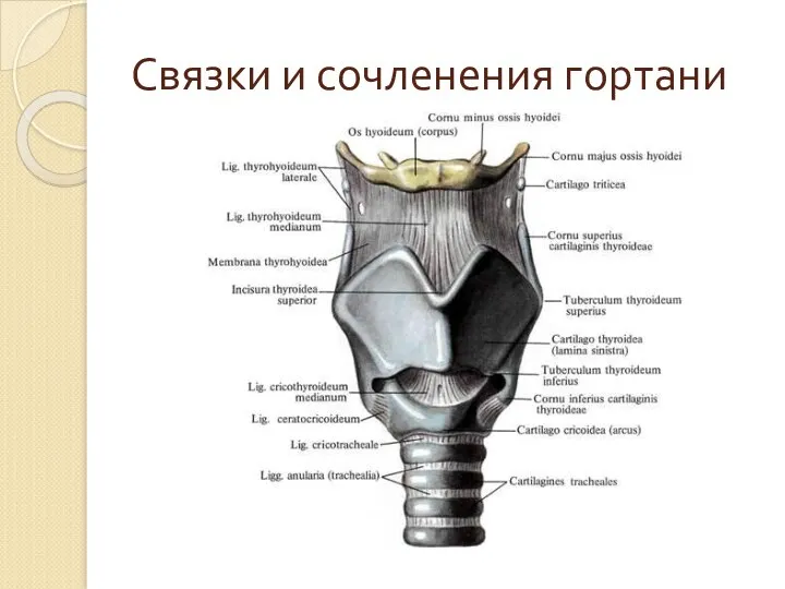 Связки и сочленения гортани