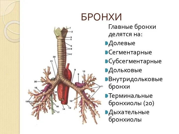 БРОНХИ Главные бронхи делятся на: Долевые Сегментарные Субсегментарные Дольковые Внутридольковые бронхи Терминальные бронхиолы (20) Дыхательные бронхиолы