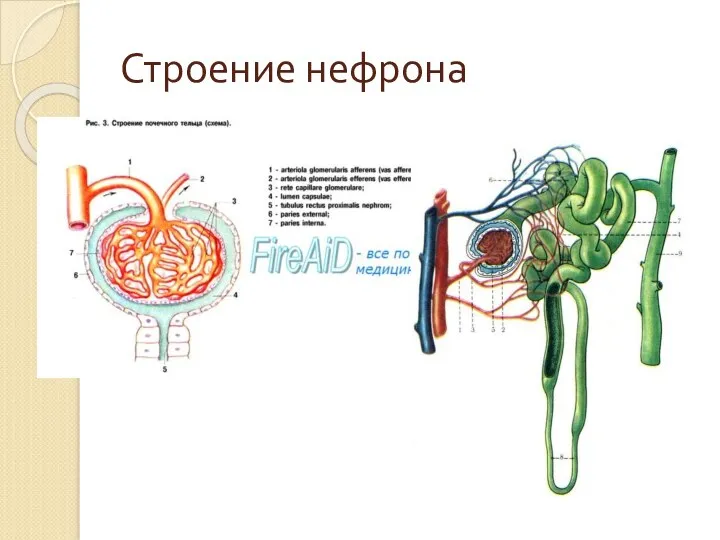 Строение нефрона