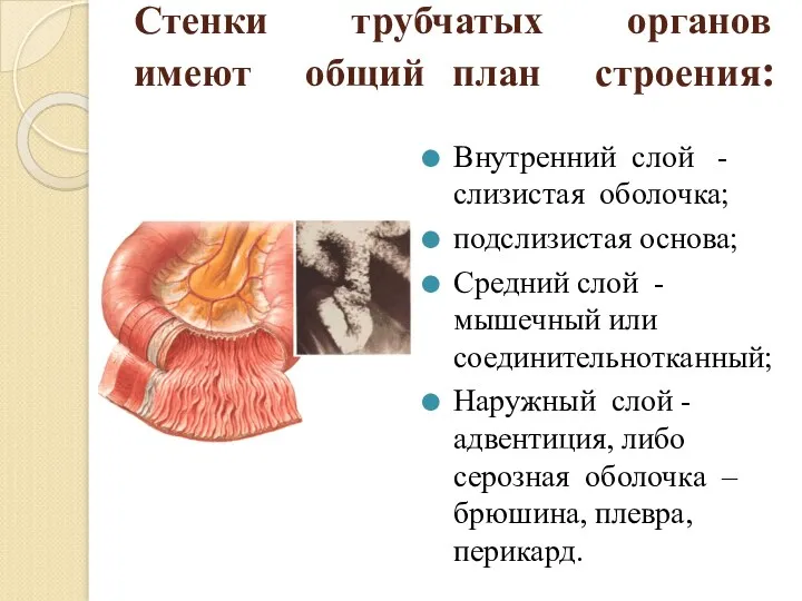 Стенки трубчатых органов имеют общий план строения: Внутренний слой - слизистая оболочка; подслизистая
