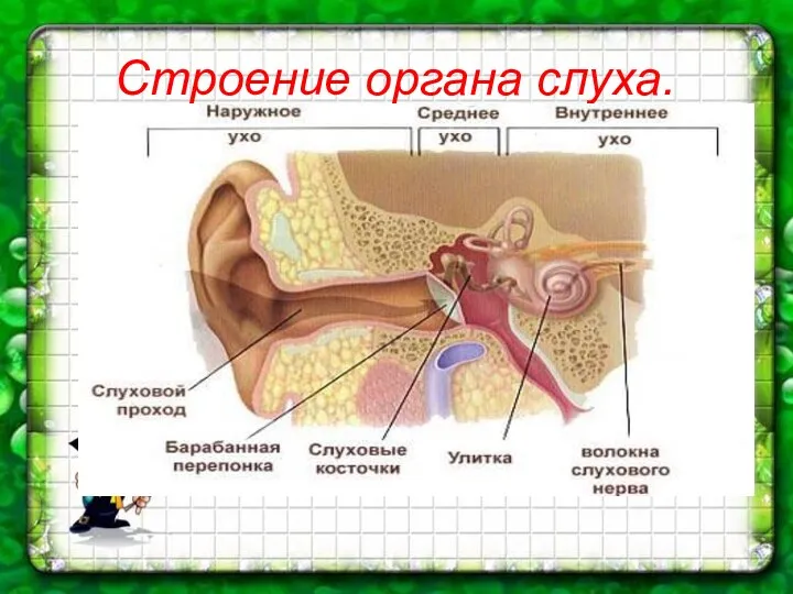 Строение органа слуха.