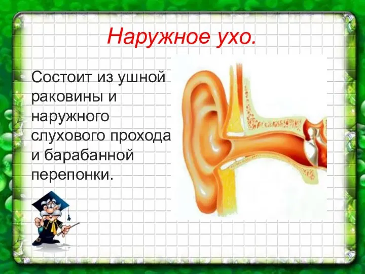 Наружное ухо. Состоит из ушной раковины и наружного слухового прохода и барабанной перепонки.