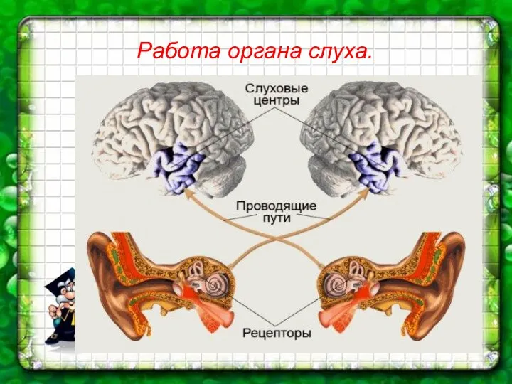 Работа органа слуха.