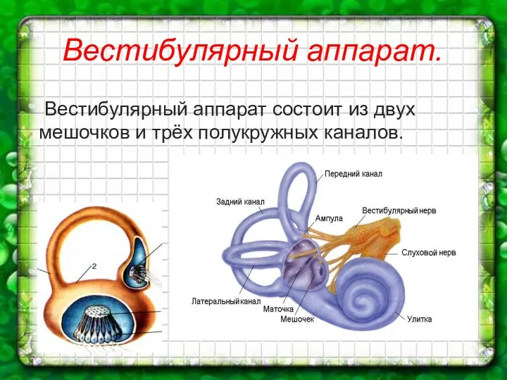 Вестибулярный аппарат. Вестибулярный аппарат состоит из двух мешочков и трёх полукружных каналов.