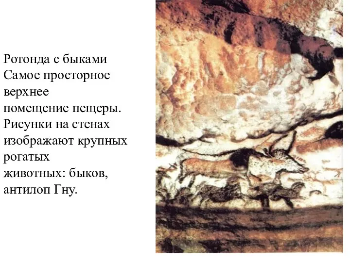 Ротонда с быками Самое просторное верхнее помещение пещеры. Рисунки на стенах изображают крупных