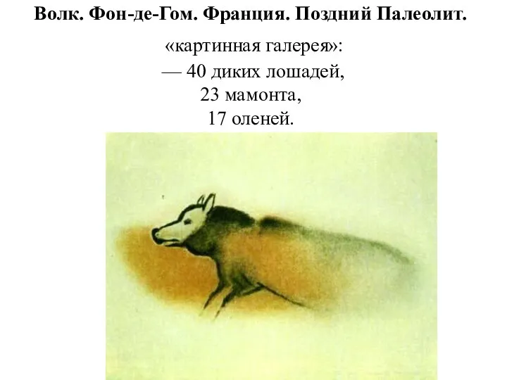 Волк. Фон-де-Гом. Франция. Поздний Палеолит. «картинная галерея»: — 40 диких лошадей, 23 мамонта, 17 оленей.