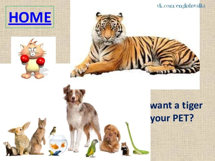 HOME Do you want a tiger to be your PET?