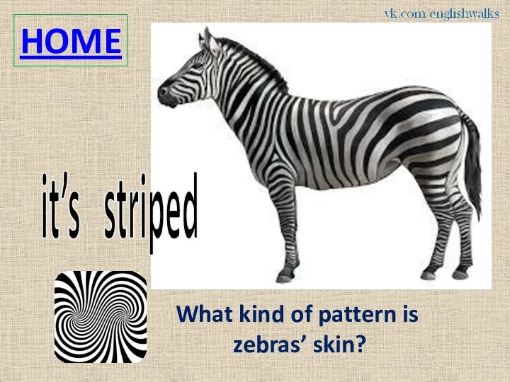 HOME What kind of pattern is zebras’ skin? it’s striped