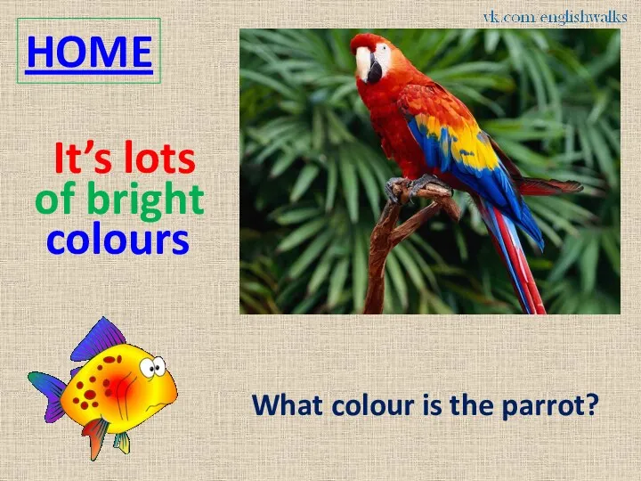 HOME What colour is the parrot? It’s lots of bright colours