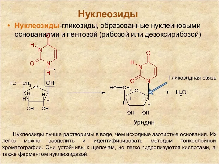 Нуклеозиды Нуклеозиды-гликозиды, образованные нуклеиновыми основаниями и пентозой (рибозой или дезоксирибозой)