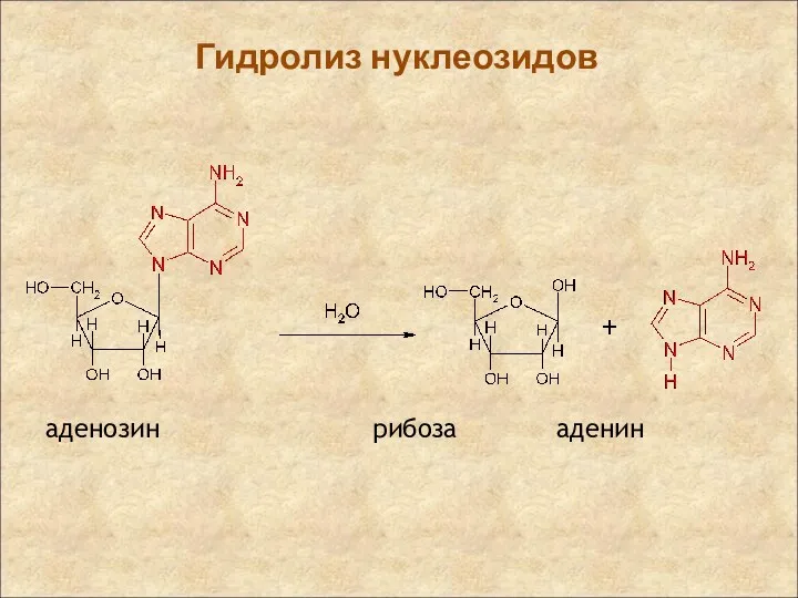 Гидролиз нуклеозидов аденозин рибоза аденин