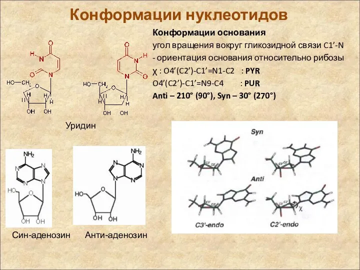 Конформации нуклеотидов Конформации основания угол вращения вокруг гликозидной связи C1’-N