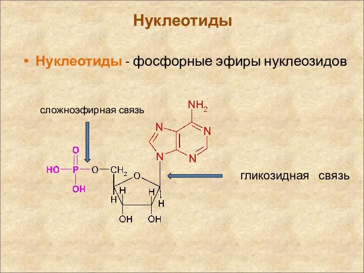 Нуклеотиды Нуклеотиды - фосфорные эфиры нуклеозидов гликозидная связь сложноэфирная связь