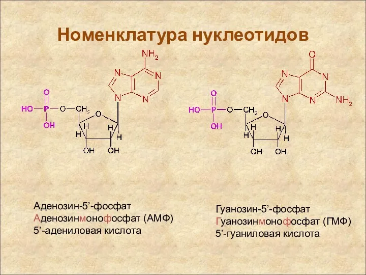 Аденозин-5’-фосфат Аденозинмонофосфат (АМФ) 5’-адениловая кислота Гуанозин-5’-фосфат Гуанозинмонофосфат (ГМФ) 5’-гуаниловая кислота Номенклатура нуклеотидов