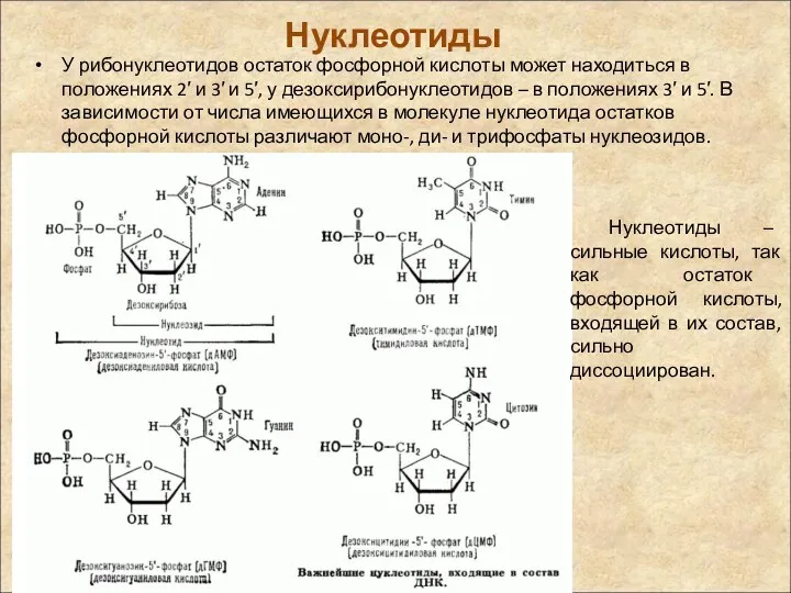 Нуклеотиды У рибонуклеотидов остаток фосфорной кислоты может находиться в положениях