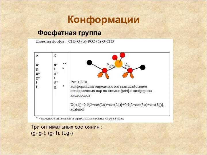 Конформации Фосфатная группа Три оптимальных состояния : (g-,g-), (g-,t), (t,g-)