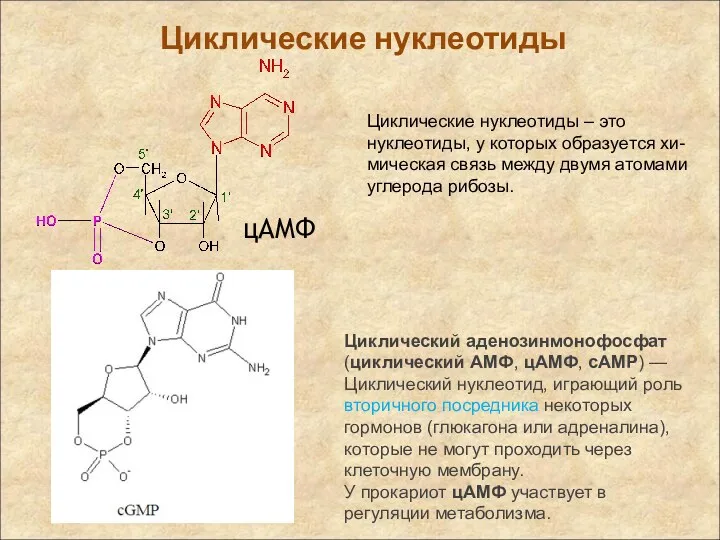 цAMФ Циклические нуклеотиды Циклический аденозинмонофосфат (циклический AMФ, цAMФ, cAMP) —